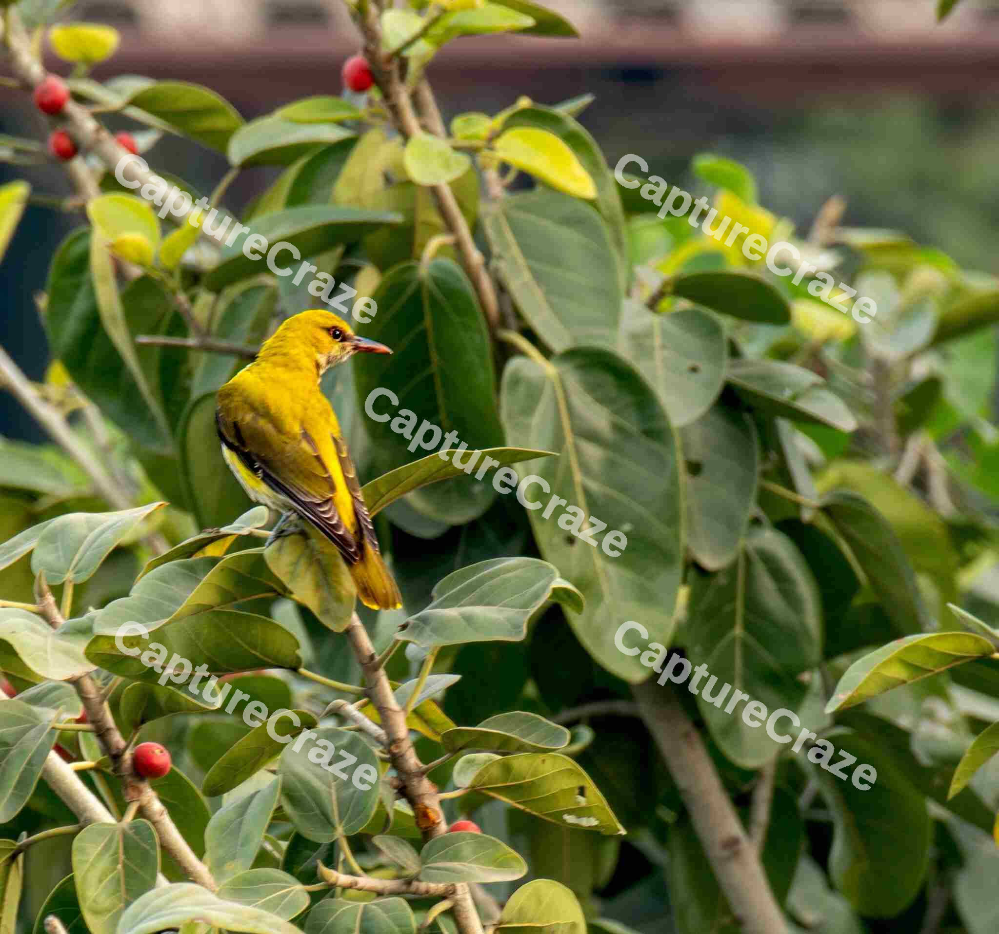 Indian golden oriole perched on a tree branch